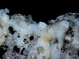 Scleranthelia rugosa var. musiva, preserved specimen (USNM 55450), encrusting shell hash. Scleranthelia rugosa var. musiva, preserved specimen (USNM 55450), encrusting shell hash.